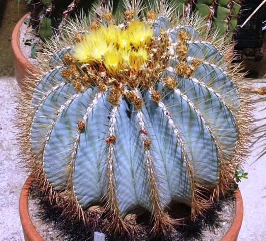 Ferocactus_glaucescens